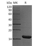 Recombinant Human HRSP12 (N-6His)(Cat. No.:C256) novoprotein