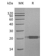 Recombinant Human FAM3C (C-6His)(Cat. No.:C343) novoprotein
