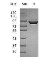 Recombinant Human F13A (C-6His)(Cat. No.:C880) novoprotein