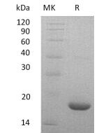 Recombinant Mouse LIF(Cat. No.:C690) novoprotein