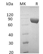 Recombinant Human LRG1 (C-Fc-6His)(Cat. No.:CB74) novoprotein