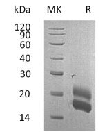 Recombinant Rat GM-CSF (C-6His)(Cat. No.:CB91) novoprotein