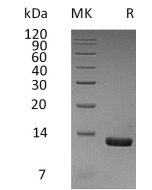 Recombinant Human CCL8 (C-6His)(Cat. No.:CC95) novoprotein