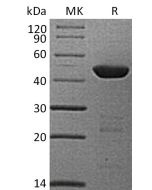 Recombinant Human 4HPPD (N-6His)(Cat. No.:CE50) novoprotein