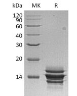 Recombinant Human CXCL7 (C-6His)(Cat. No.:CI83) novoprotein