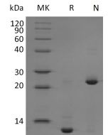 Recombinant Mouse/Rat TGF-beta 2(Cat. No.:CK35) novoprotein