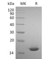 Recombinant Mouse IFN alpha2(Cat. No.:CK83) novoprotein
