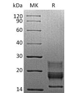 Recombinant Mouse IFN gamma (C-6His)(Cat. No.:CM41) novoprotein