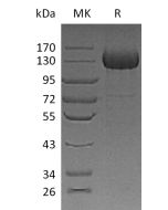 Recombinant Human CDO (C-6His)(Cat. No.:CU59) novoprotein