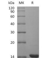 Recombinant Mouse FGF-4(Cat. No.:CR66) novoprotein