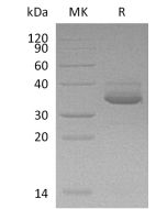 Recombinant Human CXCL10 (C-Fc-6His)(Cat. No.:CX32) novoprotein