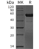 Recombinant Human MMP-3 (C-6His)(Cat. No.:C378) novoprotein