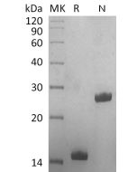 Recombinant Human GDF-5(Cat. No.:CR36) novoprotein