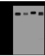 Anti-ATG13 Antibody, Rabbit Polyclonal sinobiological 310788-T32