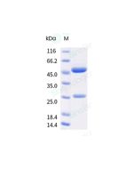 Anti-CD19 (Research Grade Denintuzumab Biosimilar) sinobiological 68215-H001
