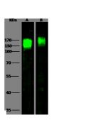 Anti-ICAM-3/CD50 Antibody, Rabbit Polyclonal sinobiological 10333-RP02