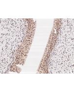 Anti-C7orf25 Antibody, Rabbit Polyclonal sinobiological 205663-T10