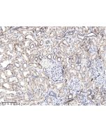 Anti-APOOL/Apolipoprotein O like Antibody, Rabbit Polyclonal sinobiological 206088-T10