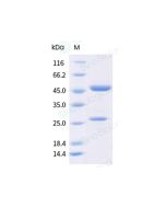 Anti-APRIL (Research Grade Sibeprenimab Biosimilar) sinobiological 68206-H001