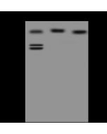 Anti-DNAJC2 Antibody, Rabbit Polyclonal sinobiological 206184-T40