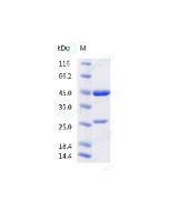 Anti-SARS-COV-2 Spike (Research Grade Clone S2H97) sinobiological 68147-H001
