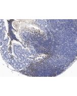 Recombinant Anti-CD19 Antibody, Rabbit Monoclonal sinobiological 50510-R014