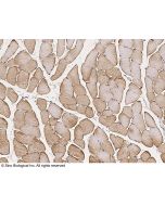 Anti-Caveolin-3/CAV3 Antibody, Rabbit Polyclonal sinobiological 100547-T08