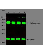 Anti-SMAC Antibody, Rabbit Polyclonal sinobiological 10339-RP02