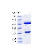 Anti-CD19 (Research Grade Tafasitamab Biosimilar) sinobiological 68196-H001