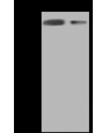 Influenza A H3N2 Hemagglutinin / HA Antibody, Rabbit PAb, Antigen Affinity Purified sinobiological 11056-T62