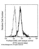 Anti-C1qR1/CD93 Antibody, Mouse Monoclonal sinobiological 12589-MM01