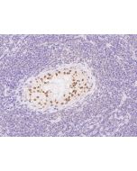 Anti-FAM169A Antibody, Rabbit Polyclonal sinobiological 205647-T08