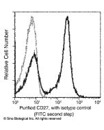 Recombinant Anti-CD27/TNFRSF7 Antibody, Rabbit Monoclonal sinobiological 10039-R023