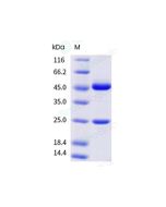 Anti-Claudin 4 (Research Grade Clone KM-3900) sinobiological 68233-H001A