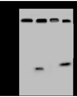 Anti-ECD Antibody, Rabbit Polyclonal sinobiological 200315-T36