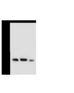 Anti-CD9 Antibody, Rabbit Polyclonal sinobiological 104834-T32