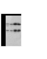 Anti-ATP5B Antibody, Rabbit Polyclonal sinobiological 104727-T40