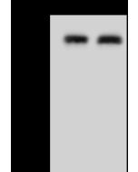 Anti-DLAT Antibody, Rabbit Polyclonal sinobiological 104934-T46