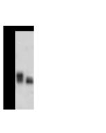 Anti-Adenylate Kinase 1 Antibody, Rabbit Polyclonal sinobiological 80583-T52