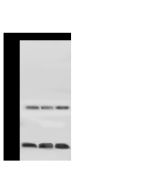 Anti-HIST1H3A Antibody, Rabbit Polyclonal sinobiological 11231-T62