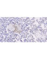 Anti-Human P57 Antibody, Mouse MAb sinobiological IHC058