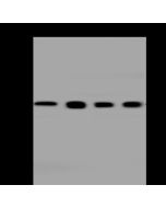 Anti-DNAJC9 Antibody, Rabbit Polyclonal sinobiological 200299-T38