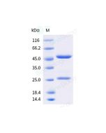 Anti-TROP2 (Research Grade Sacituzumab Biosimilar) sinobiological 68199-H001