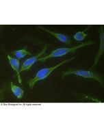 Anti-CD44 Antibody, Mouse Monoclonal sinobiological 12211-MM02