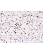 Anti-CD34 Antibody, Mouse Monoclonal sinobiological 10103-MM17
