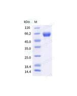 Recombinant Cynomolgus PD-1 Protein (hFc Tag) sinobiological 90311-C02H