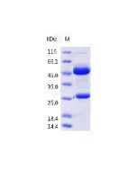 Anti-CD79B (Research Grade Polatuzumab Biosimilar) sinobiological 68189-H001