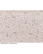Anti-GPRIN1 Antibody, Rabbit Polyclonal sinobiological 103140-T08