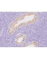 Anti-CYB5R2 Antibody, Rabbit Polyclonal sinobiological 201850-T08