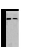 Influenza A H1N1 (A/Puerto Rico/8/1934) Hemagglutinin / HA Antibody, Rabbit PAb, Antigen Affinity Purified sinobiological 11684-T62